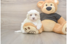 Meet Alpine - our Maltipoo Puppy Photo  1/3 - Lone Star Pups Energetic Maltidoodle Poodle Mix Puppy