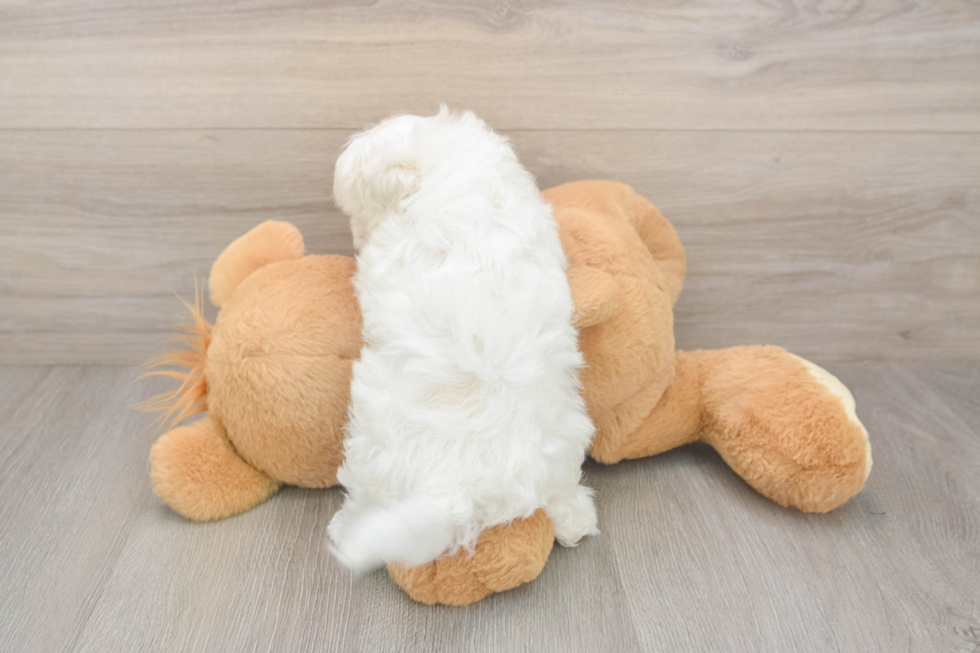 Meet Alpine - our Maltipoo Puppy Photo  3/3 - Lone Star Pups Happy Maltipoo Baby