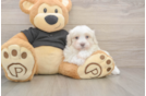 Meet Alpine - our Maltipoo Puppy Photo  2/3 - Lone Star Pups Best Maltipoo Baby