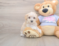 8 week old Maltipoo Puppy For Sale - Lone Star Pups