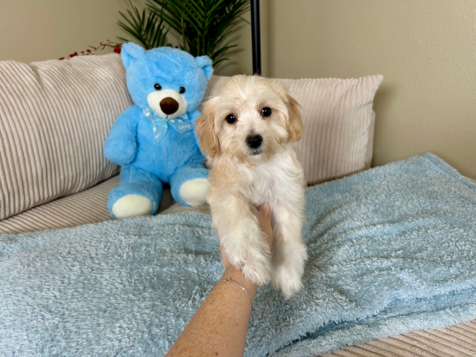 Maltipoo Pup Being Cute