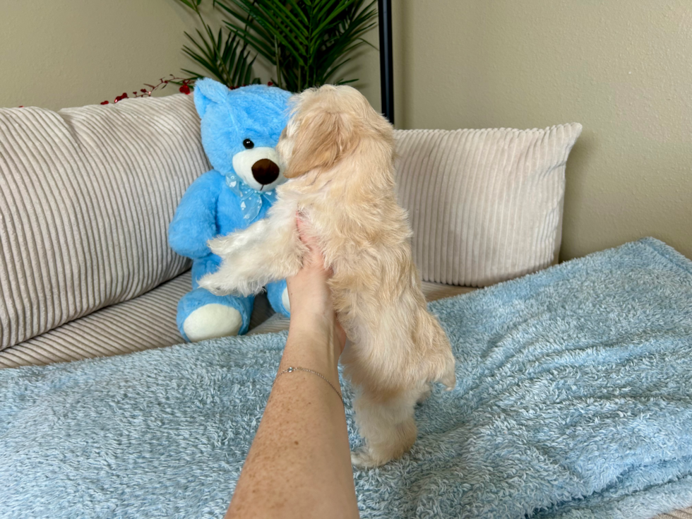 Maltipoo Puppy for Adoption