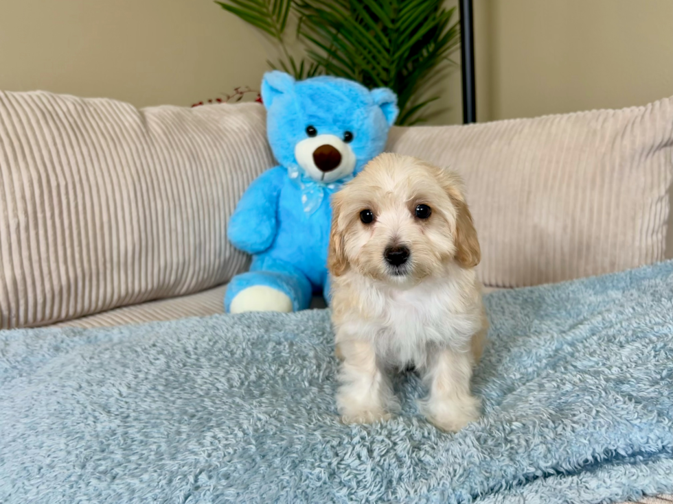 Maltipoo Pup Being Cute