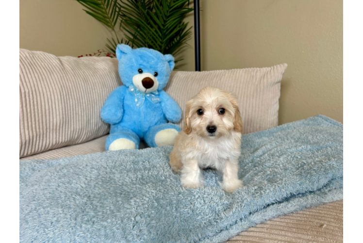 Maltipoo Pup Being Cute