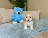 9 week old Maltipoo Puppy For Sale - Lone Star Pups