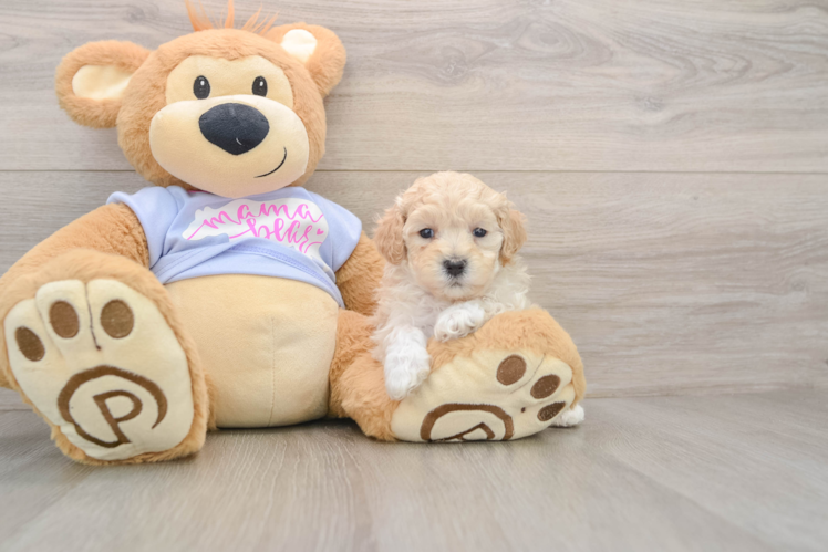 Smart Maltipoo Poodle Mix Pup