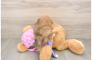 Popular Maltipoo Poodle Mix Pup