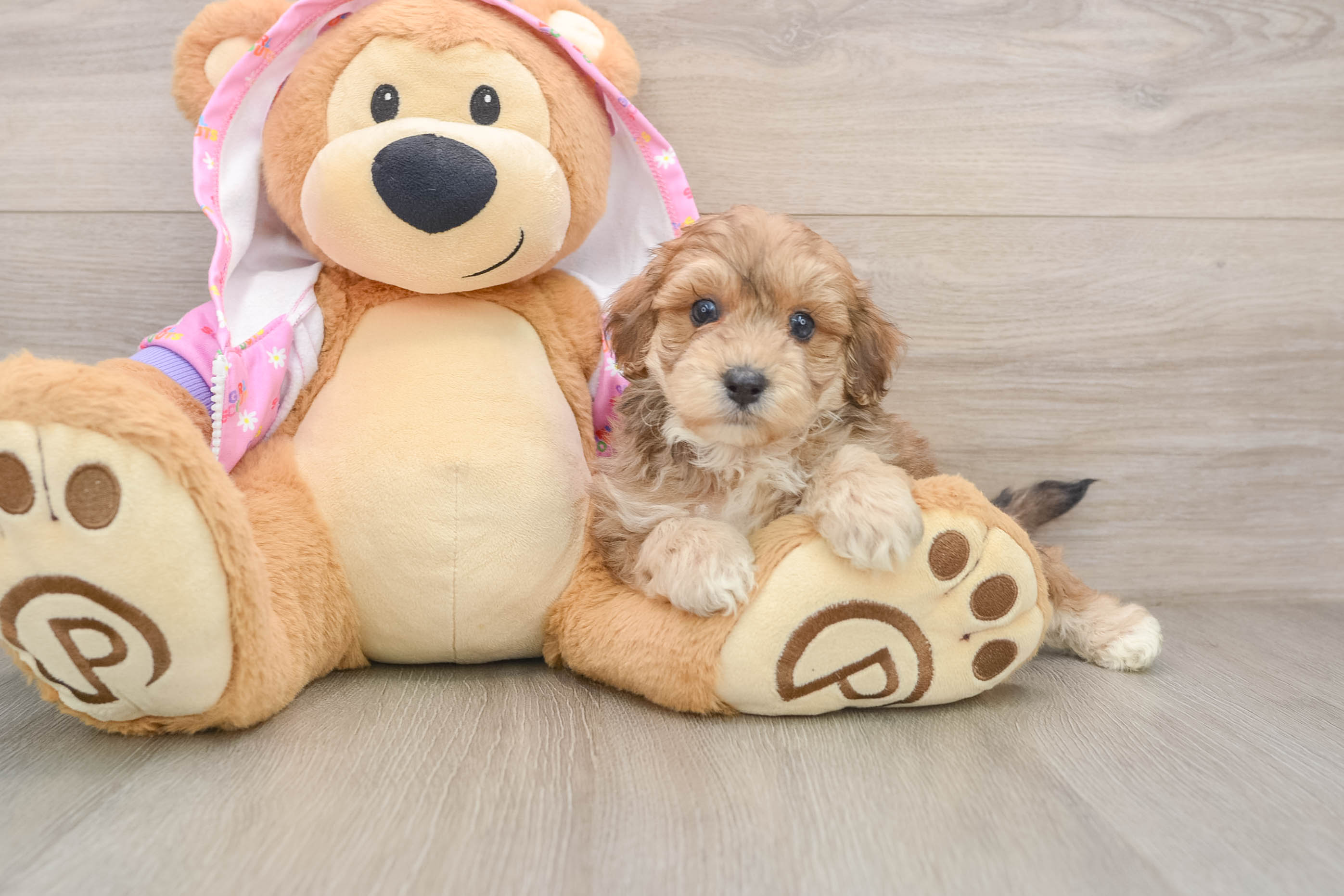 Playful Moodle Poodle Mix Puppy
