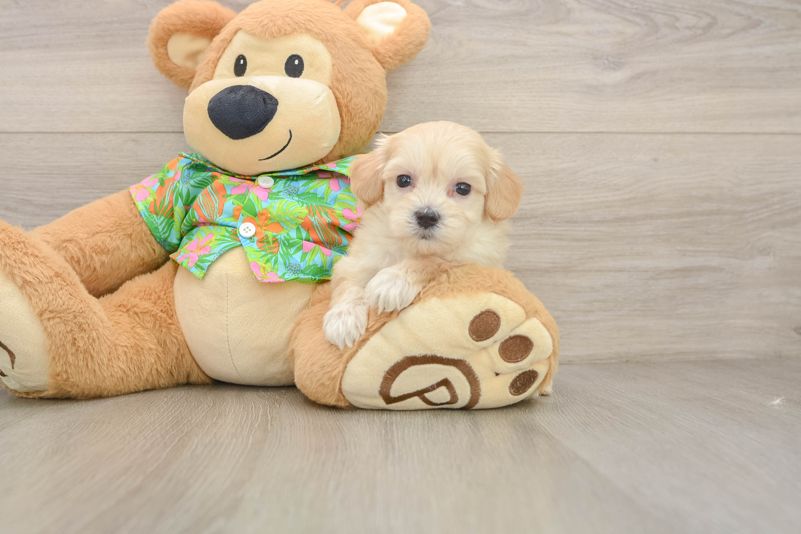 Happy Maltipoo Baby