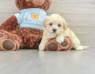 8 week old Maltipoo Puppy For Sale - Lone Star Pups