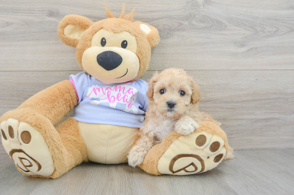 7 week old Maltipoo Puppy For Sale - Lone Star Pups