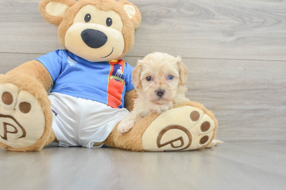 5 week old Maltipoo Puppy For Sale - Lone Star Pups