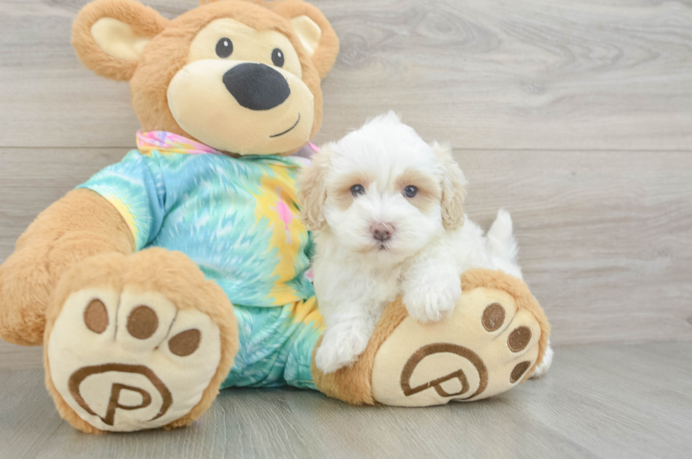 5 week old Maltipoo Puppy For Sale - Lone Star Pups