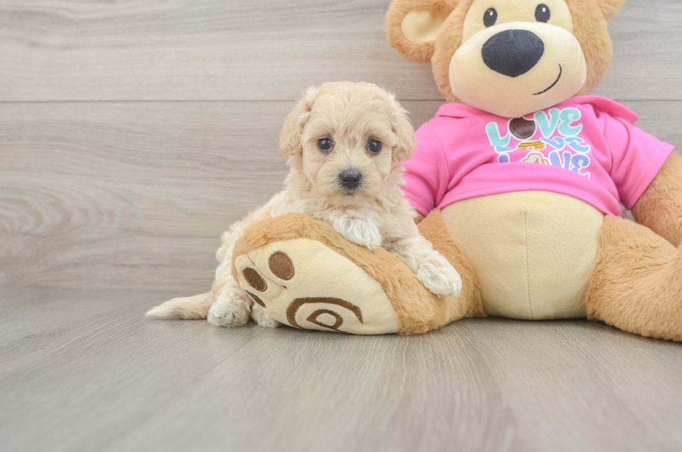 5 week old Maltipoo Puppy For Sale - Lone Star Pups