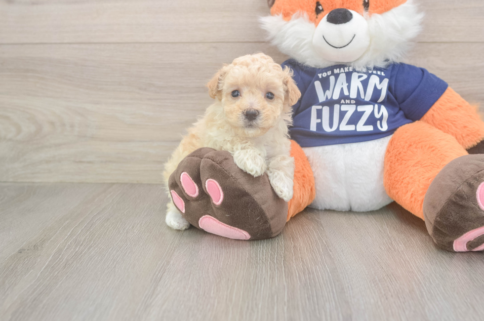 7 week old Maltipoo Puppy For Sale - Lone Star Pups