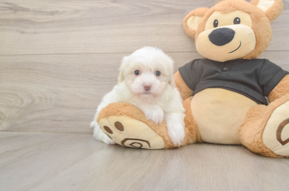 5 week old Maltipoo Puppy For Sale - Lone Star Pups