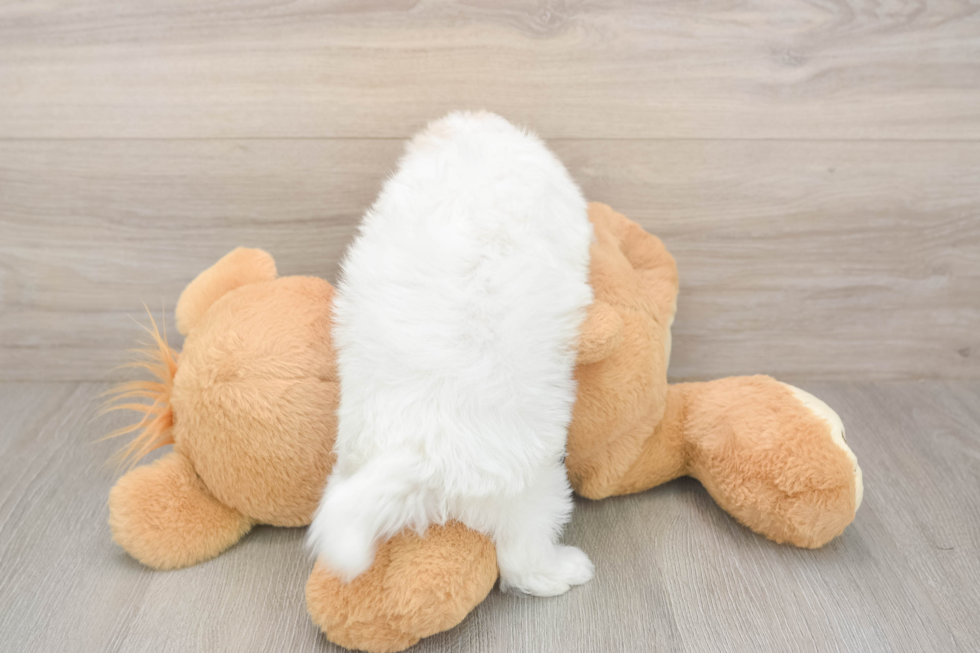 Meet Angelina - our Maltipoo Puppy Photo  3/3 - Lone Star Pups Friendly Maltipoo Baby