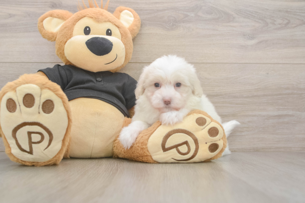 Meet Angelina - our Maltipoo Puppy Photo  2/3 - Lone Star Pups Best Maltipoo Baby