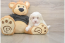 Meet Angelina - our Maltipoo Puppy Photo  2/3 - Lone Star Pups Best Maltipoo Baby