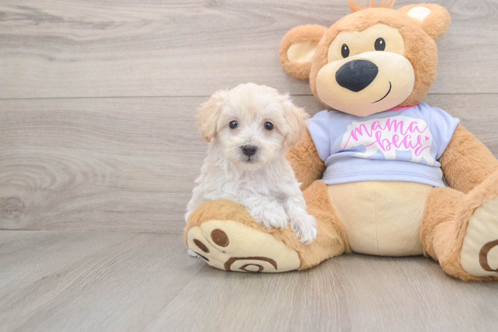 Maltipoo Puppy for Adoption