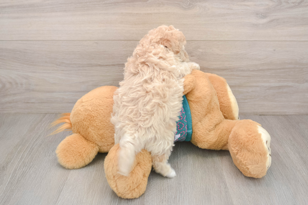 Popular Maltipoo Poodle Mix Pup