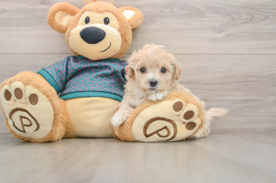 Fluffy Maltipoo Poodle Mix Pup