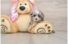 Playful Malt a Poo Poodle Mix Puppy