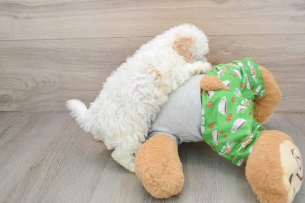 Best Maltipoo Baby
