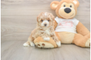 Petite Maltipoo Poodle Mix Pup