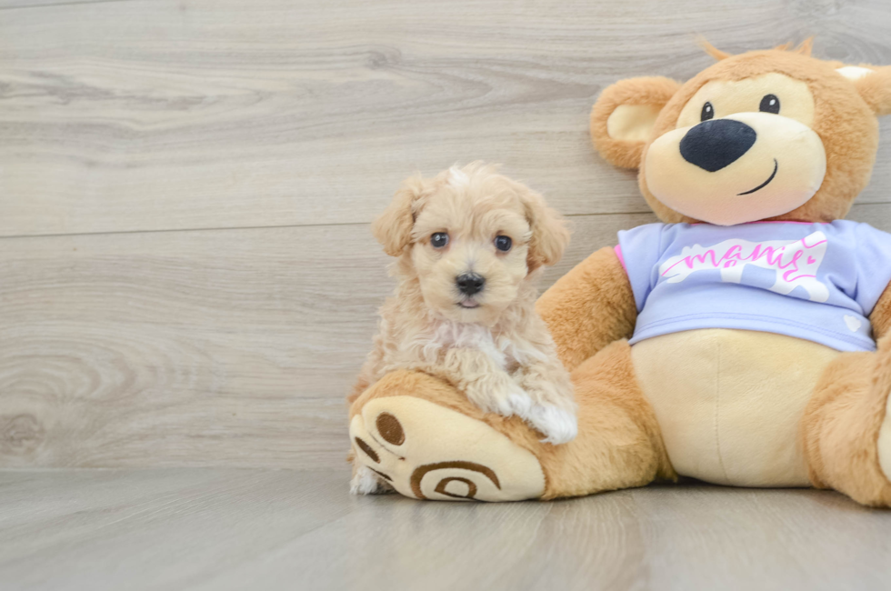 6 week old Maltipoo Puppy For Sale - Lone Star Pups