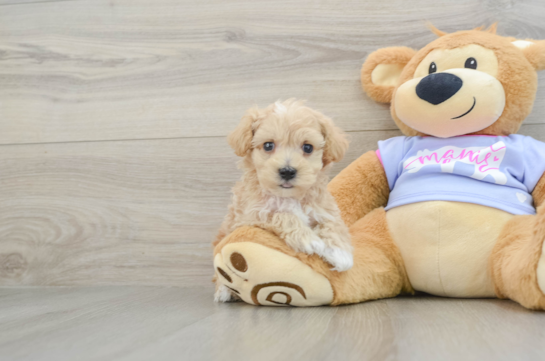 Playful Maltidoodle Poodle Mix Puppy