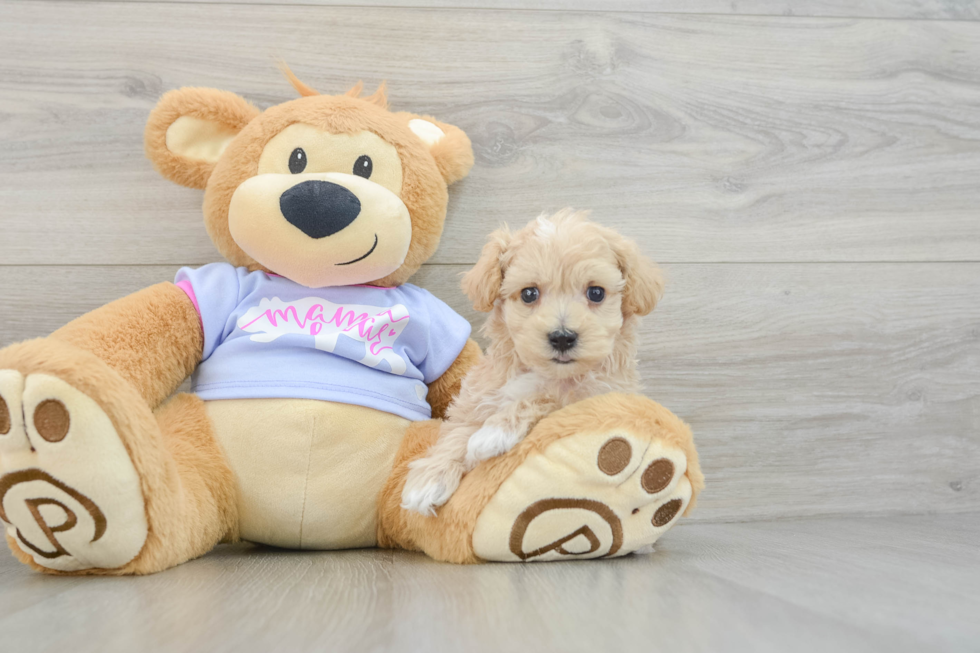 Friendly Maltipoo Baby