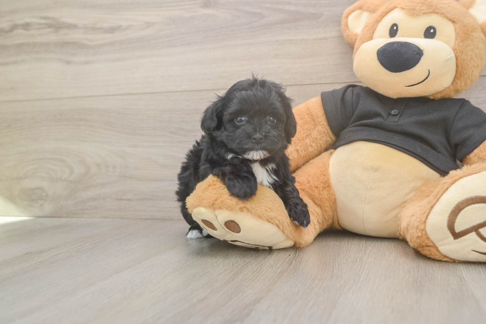 Meet Asia - our Maltipoo Puppy Photo  2/3 - Lone Star Pups Happy Maltipoo Baby