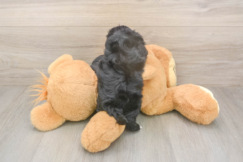 Meet Asia - our Maltipoo Puppy Photo  3/3 - Lone Star Pups Small Maltipoo Baby