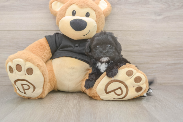 Maltipoo Puppy for Adoption