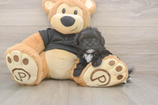 5 week old Maltipoo Puppy For Sale - Lone Star Pups Maltipoo Puppy for Adoption