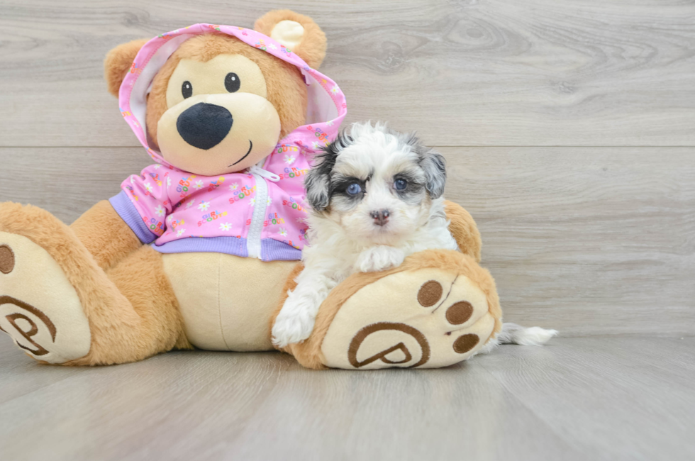 6 week old Maltipoo Puppy For Sale - Lone Star Pups