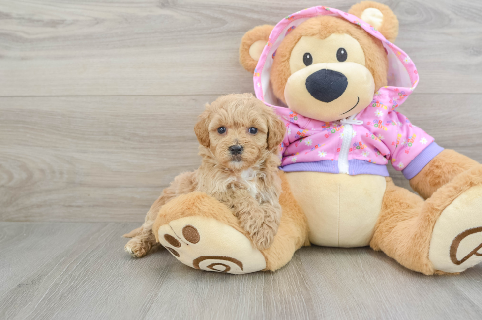 5 week old Maltipoo Puppy For Sale - Lone Star Pups