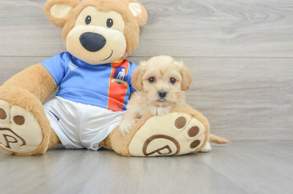 5 week old Maltipoo Puppy For Sale - Lone Star Pups