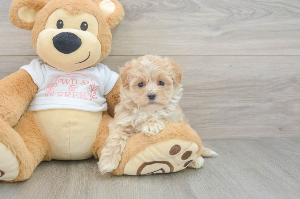 6 week old Maltipoo Puppy For Sale - Lone Star Pups
