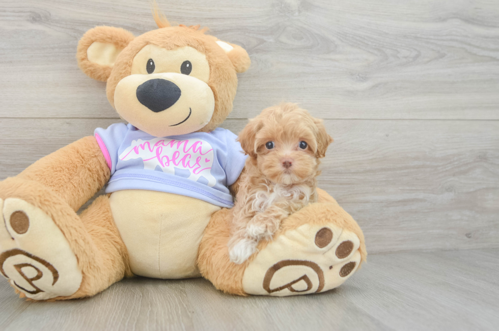 5 week old Maltipoo Puppy For Sale - Lone Star Pups