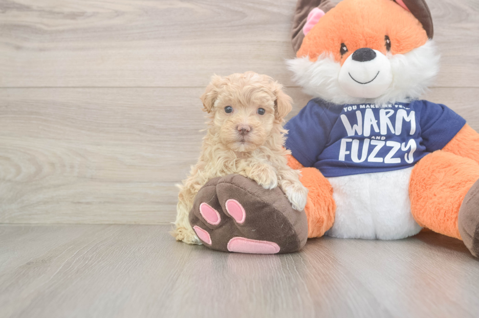 7 week old Maltipoo Puppy For Sale - Lone Star Pups