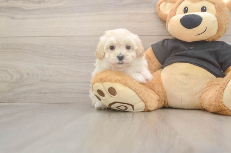 5 week old Maltipoo Puppy For Sale - Lone Star Pups
