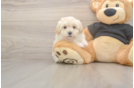 Meet Aspen - our Maltipoo Puppy Photo  1/3 - Lone Star Pups Funny Maltipoo Poodle Mix Pup