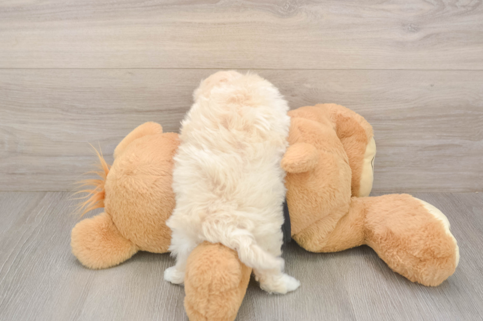 Meet Aspen - our Maltipoo Puppy Photo  3/3 - Lone Star Pups Maltipoo Pup Being Cute