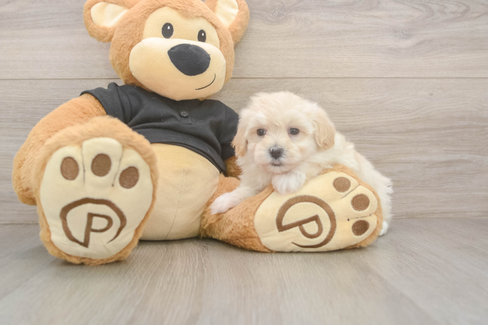 Meet Aspen - our Maltipoo Puppy Photo  2/3 - Lone Star Pups Maltipoo Puppy for Adoption