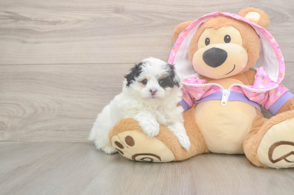 5 week old Maltipoo Puppy For Sale - Lone Star Pups