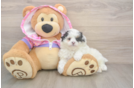 Friendly Maltipoo Baby