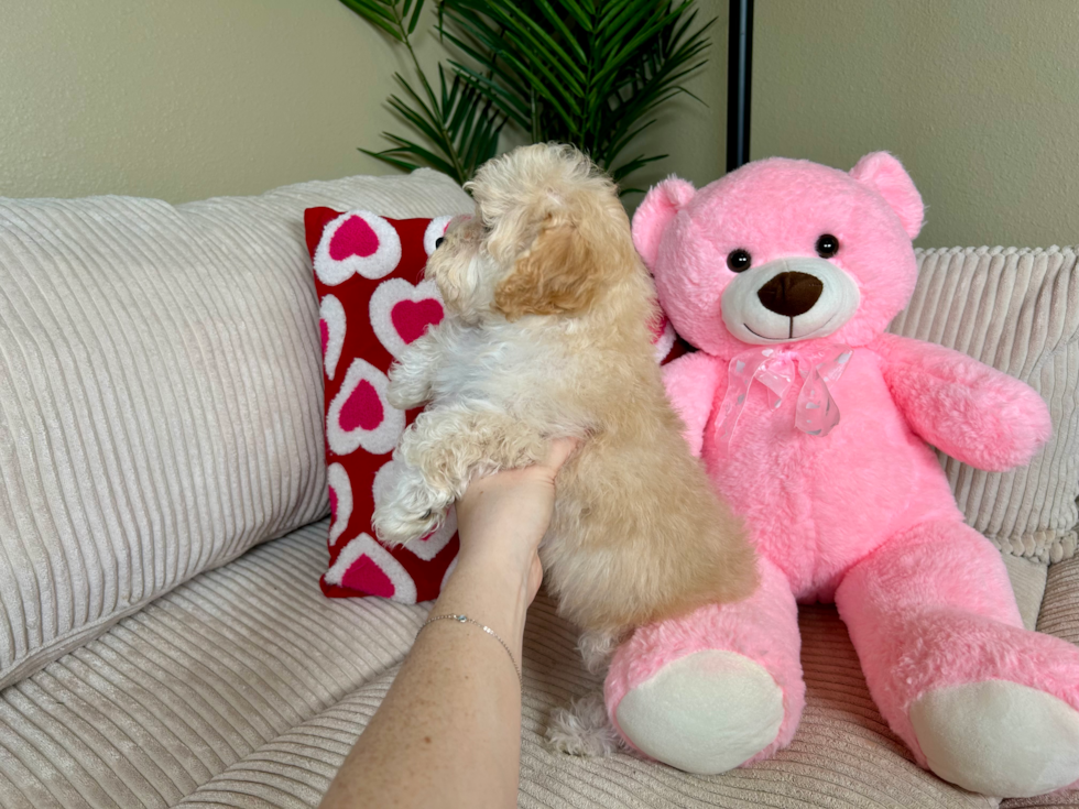 Maltipoo Puppy for Adoption