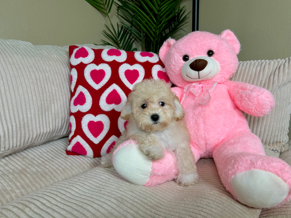 Cute Maltipoo Baby